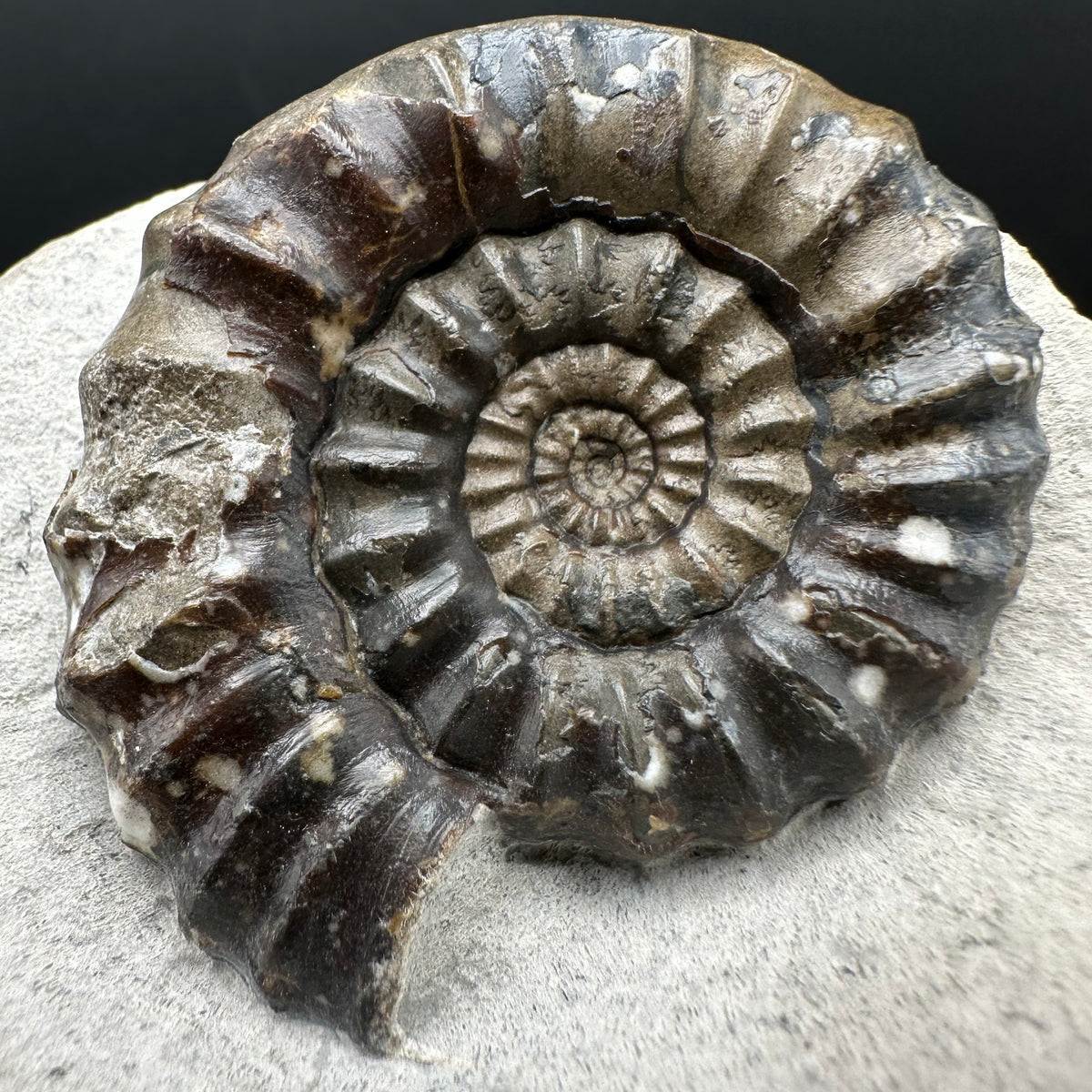 Androgynoceras maculatum ammonite fossil with box and stand - Whitby, North Yorkshire Jurassic Coast Yorkshire Fossils