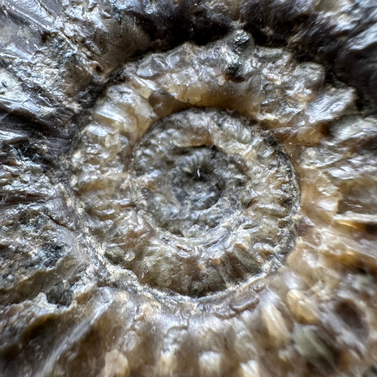 Schlothemia sp. ammonite fossil with box and stand - Whitby, North Yorkshire Jurassic Coast, Yorkshire fossils