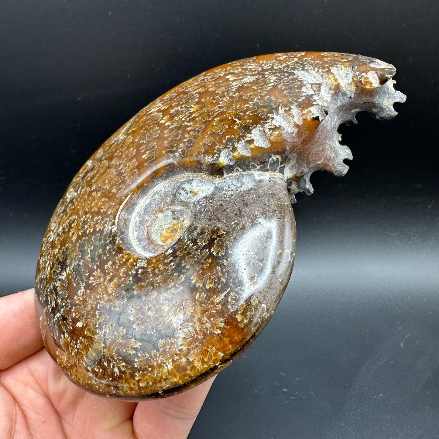 Cleoniceras Ammonite Fossil With Box And Stand - Cretaceous Ammonite Madagascar