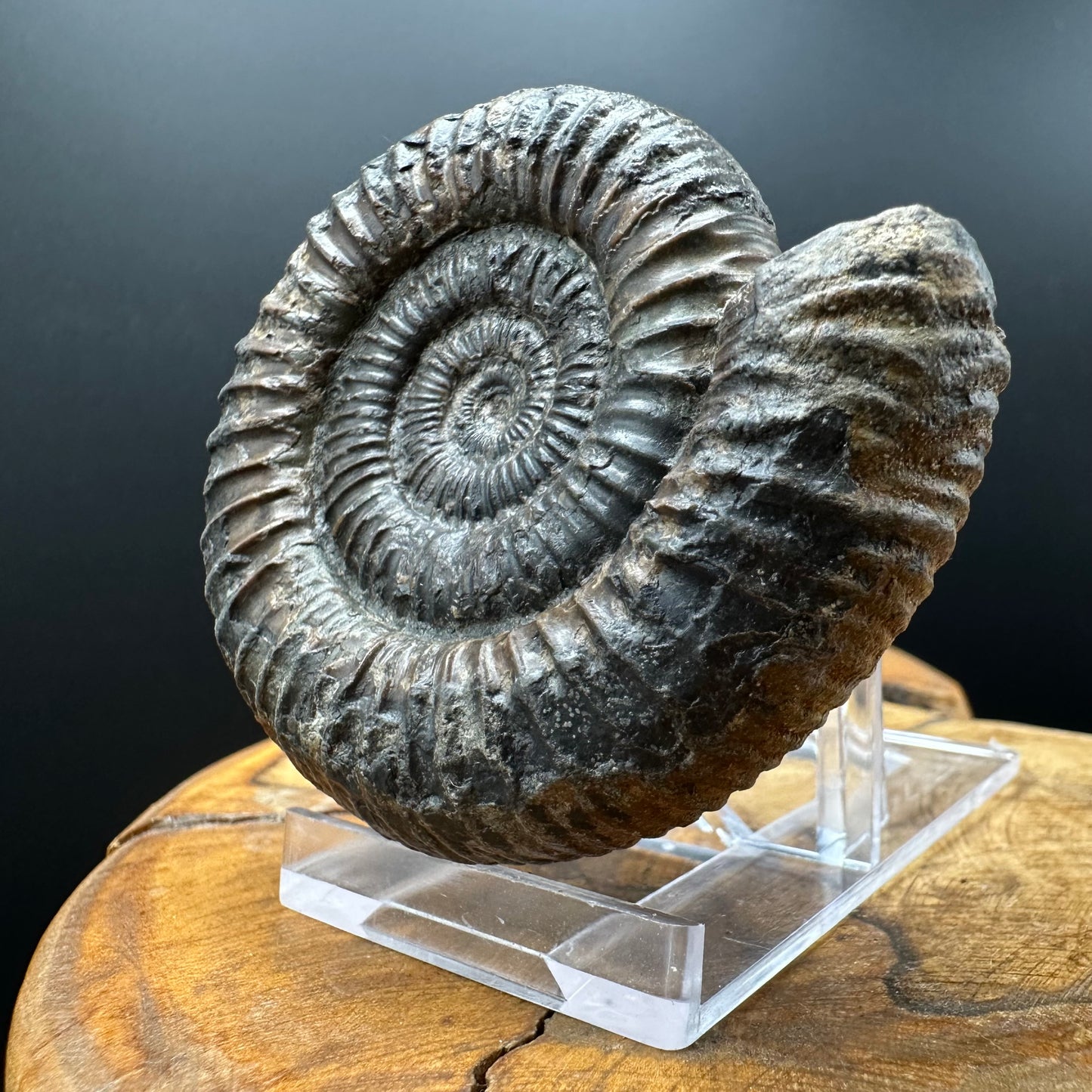 Dactylioceras Ammonite Fossil With box and Stand - Whitby, North Yorkshire Jurassic Coast Yorkshire Fossils