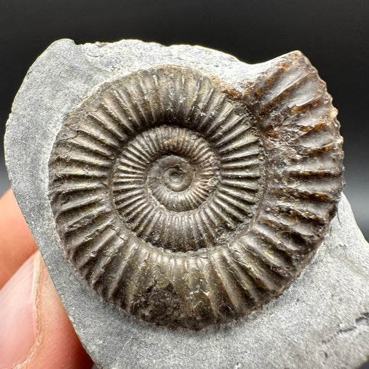 Dactylioceras Ammonite Fossil With Box And Stand - Whitby, North Yorkshire Jurassic Coast Yorkshire Fossils