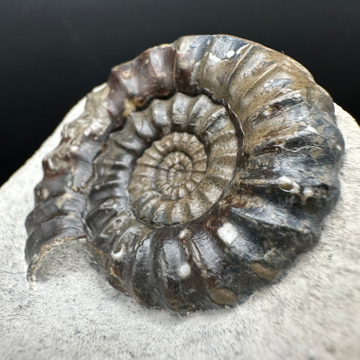 Androgynoceras maculatum ammonite fossil with box and stand - Whitby, North Yorkshire Jurassic Coast Yorkshire Fossils