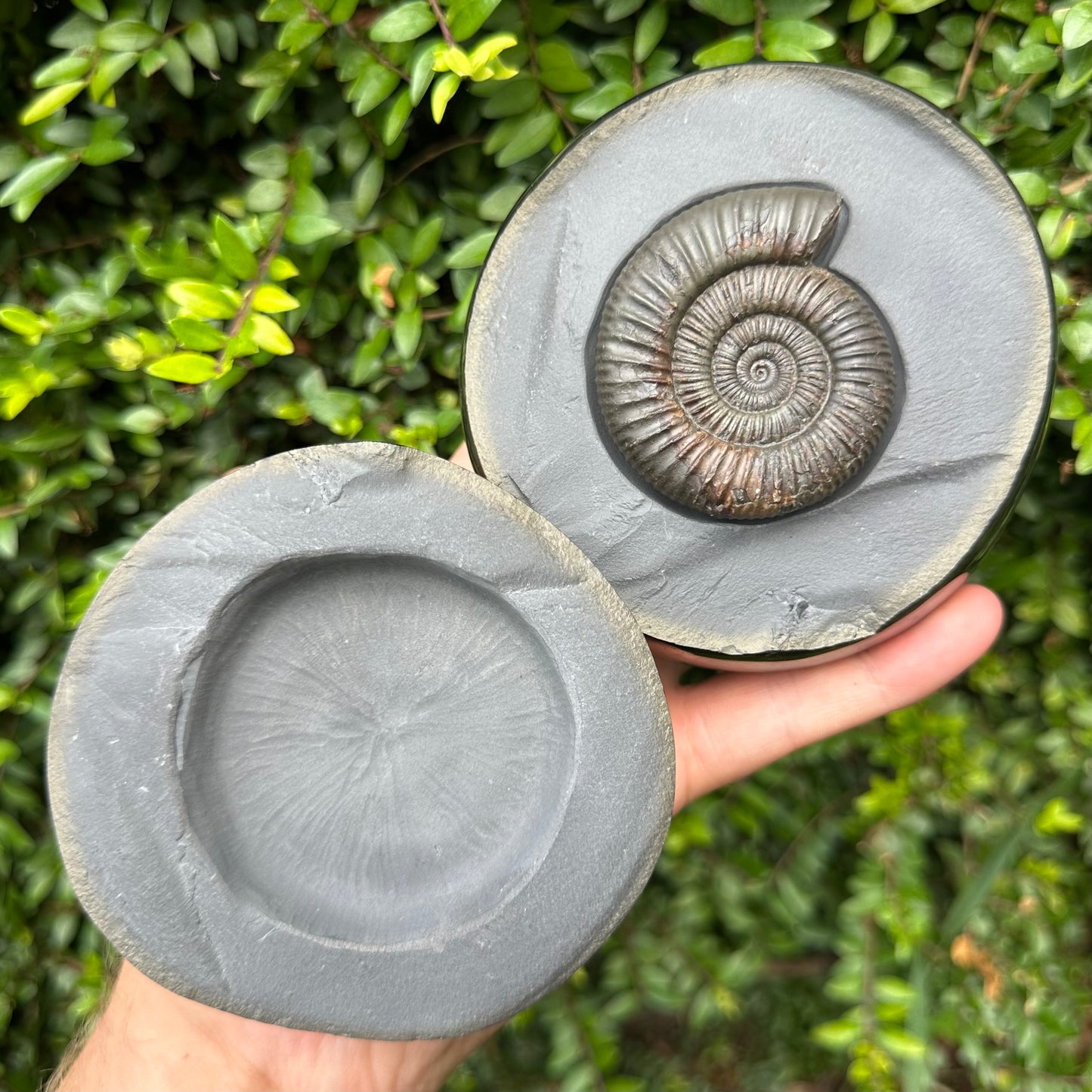 Golden Egg (IMPLANT) Ammonite fossil with stand - Whitby, North Yorkshire Jurassic Coast