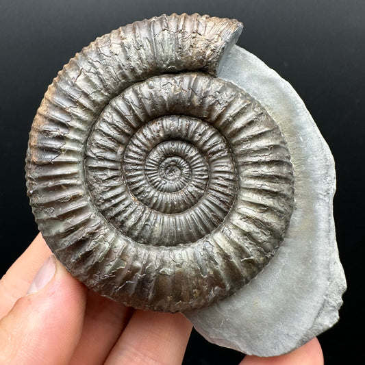 Dactylioceras Ammonite Fossil With box and Stand - Whitby, North Yorkshire Jurassic Coast Yorkshire Fossils