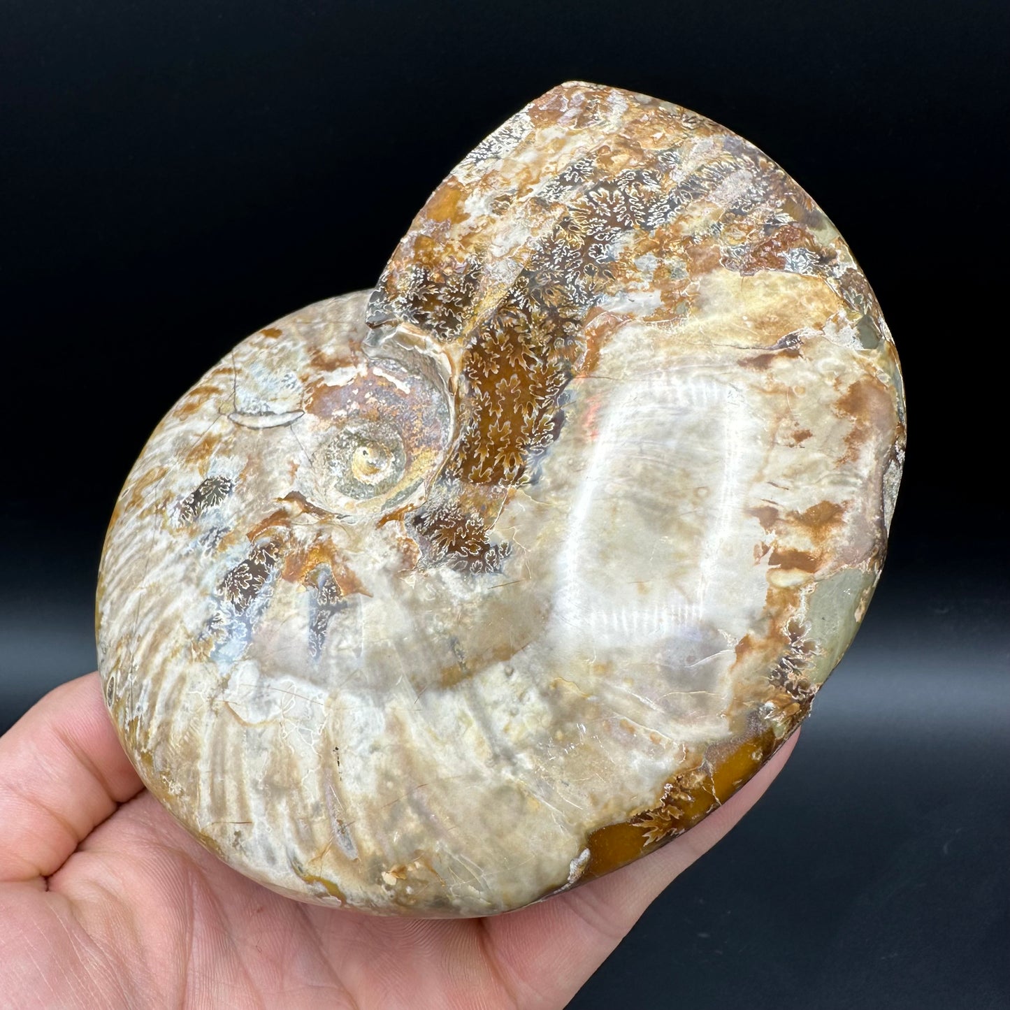 Cleoniceras Ammonite Fossil With Stand - Cretaceous Ammonite Madagascar