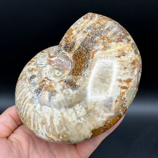 Cleoniceras Ammonite Fossil With Stand - Cretaceous Ammonite Madagascar