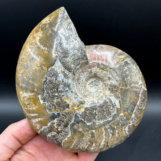Cleoniceras Ammonite Fossil With Stand - Cretaceous Ammonite Madagascar