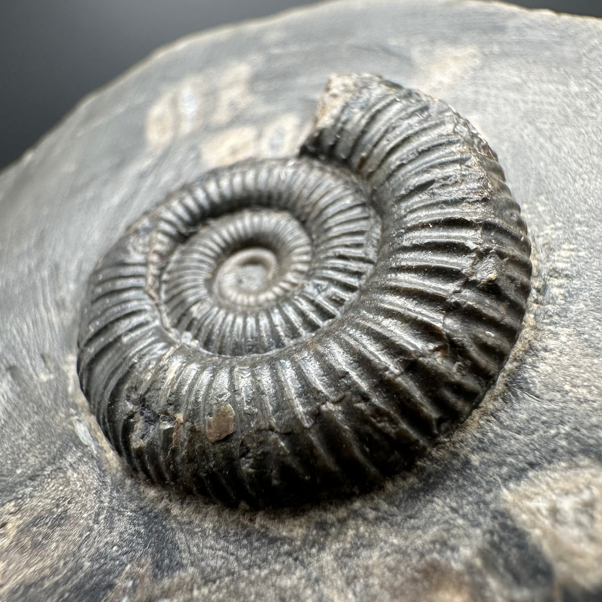 Dactylioceras Ammonite Fossil With box and Stand - Whitby, North Yorkshire Jurassic Coast Yorkshire Fossils