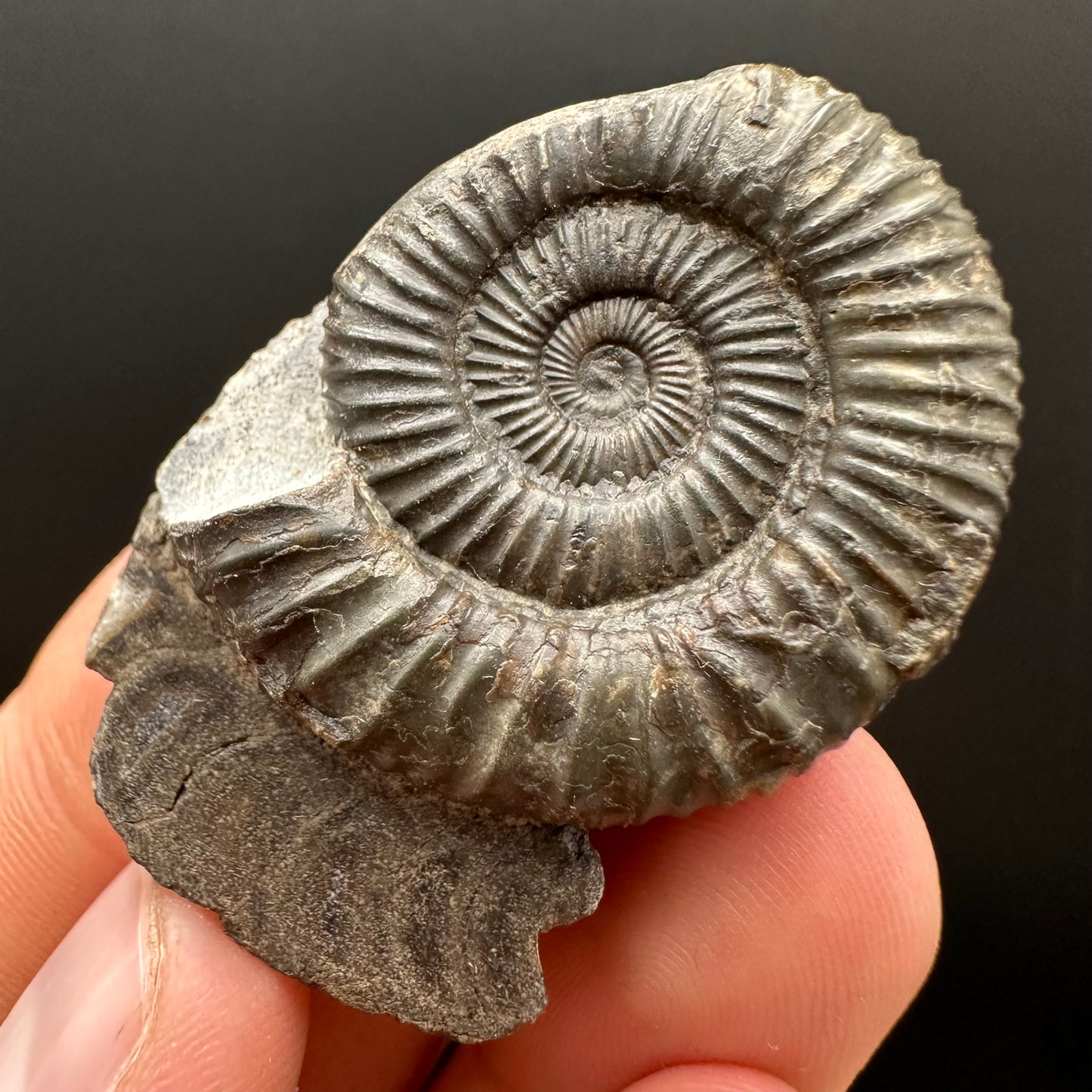 Dactylioceras Ammonite Fossil Gift Set - Whitby, North Yorkshire Jurassic Coast Yorkshire Fossils