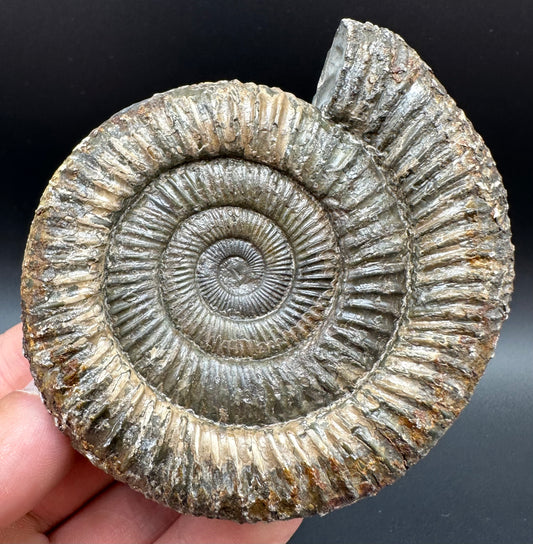 Dactylioceras Ammonite Fossil With Box And Stand - Whitby, North Yorkshire Jurassic Coast Yorkshire Fossils