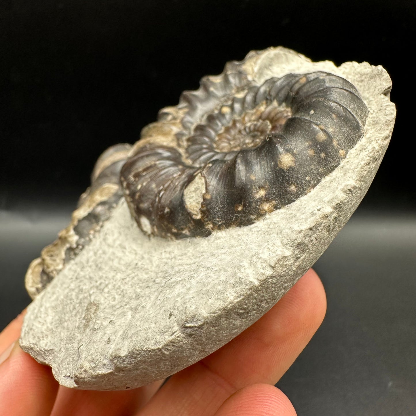 Androgynoceras maculatum Ammonite fossil with gift box and stand - Whitby, North Yorkshire Jurassic Coast Yorkshire Fossils