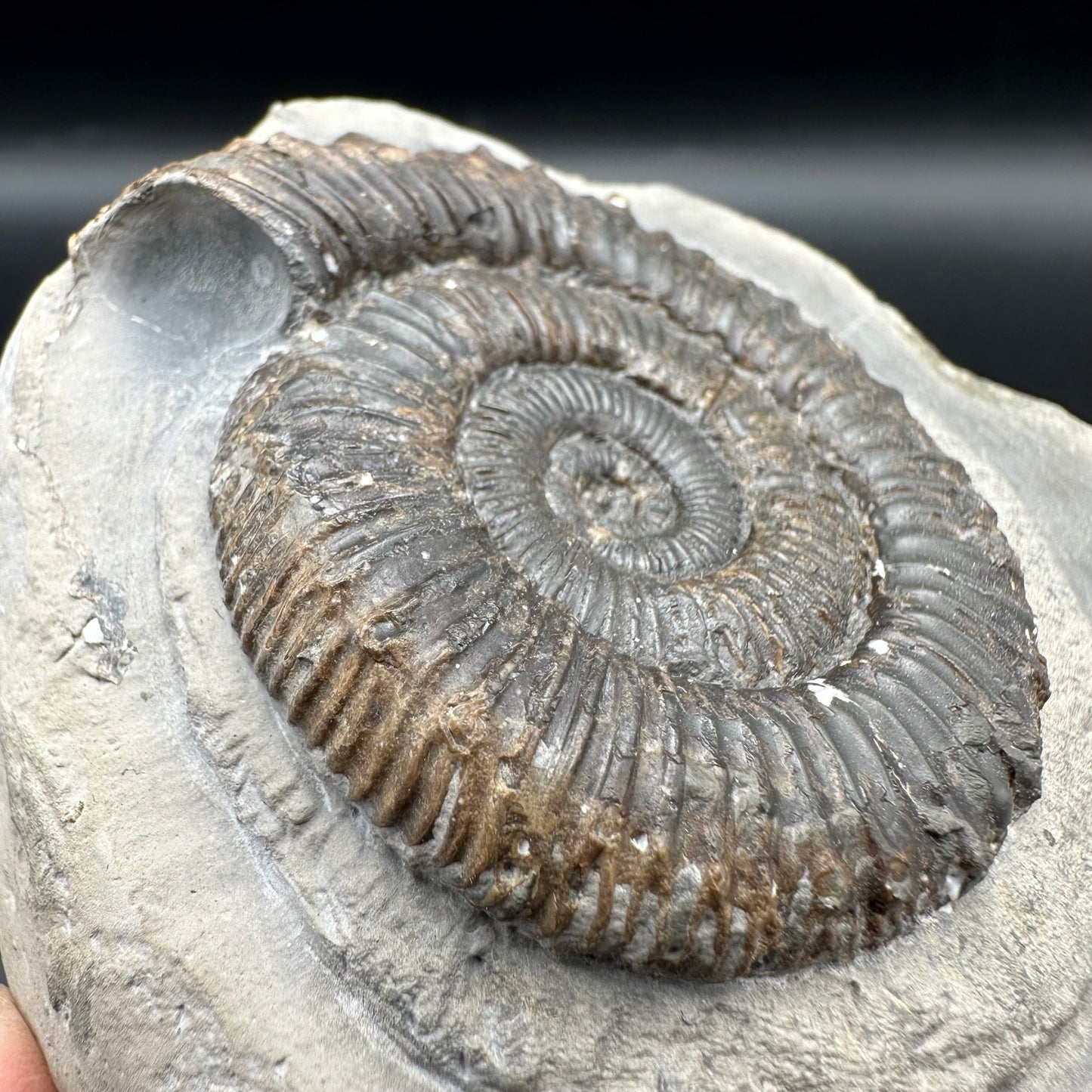 Peronoceras fibulatum ammonite fossil with box and stand - Whitby, North Yorkshire Jurassic Coast Yorkshire Fossils