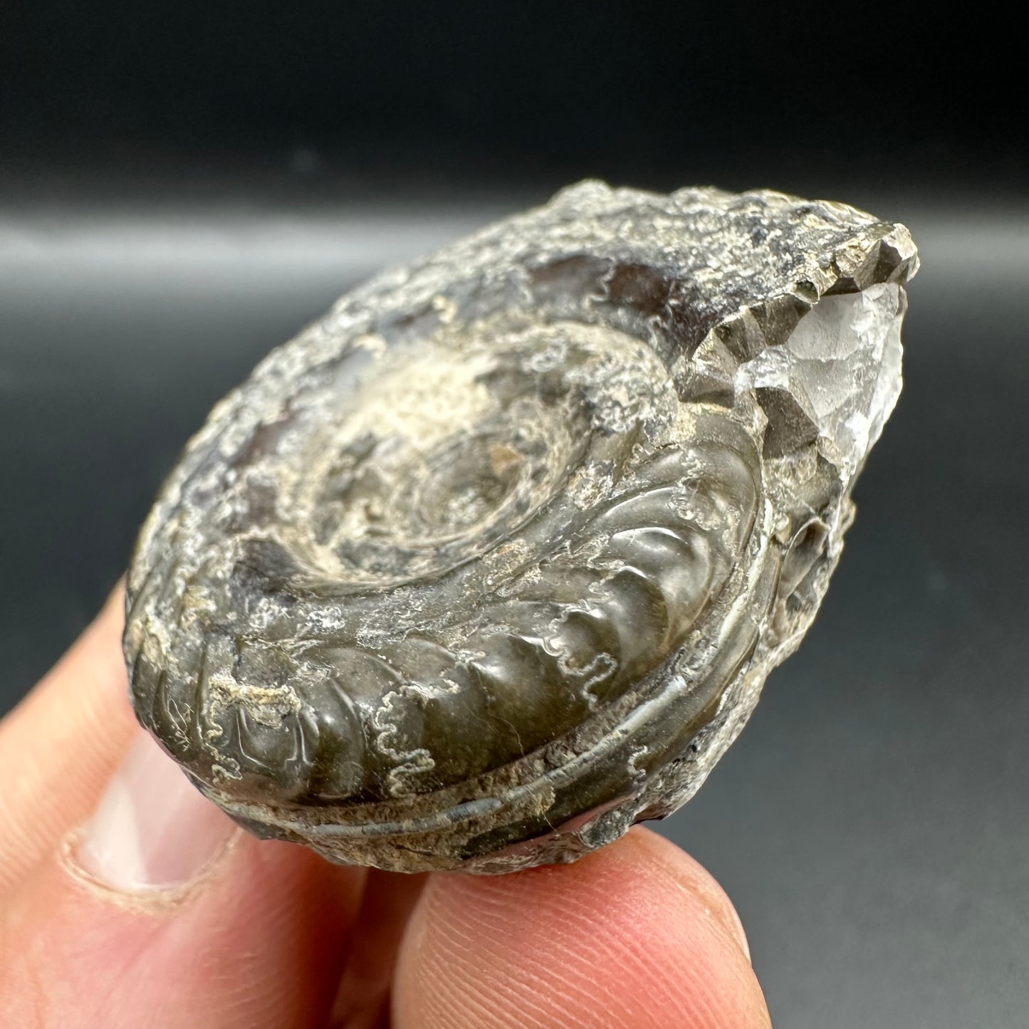 Hildoceras Bifrons Ammonite fossil with box and stand - Whitby, North Yorkshire Jurassic Coast, Yorkshire Fossils from the Jurassic Coast