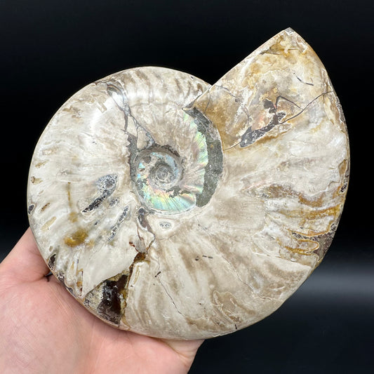 Cleoniceras Ammonite Fossil With Stand - Cretaceous Ammonite Madagascar