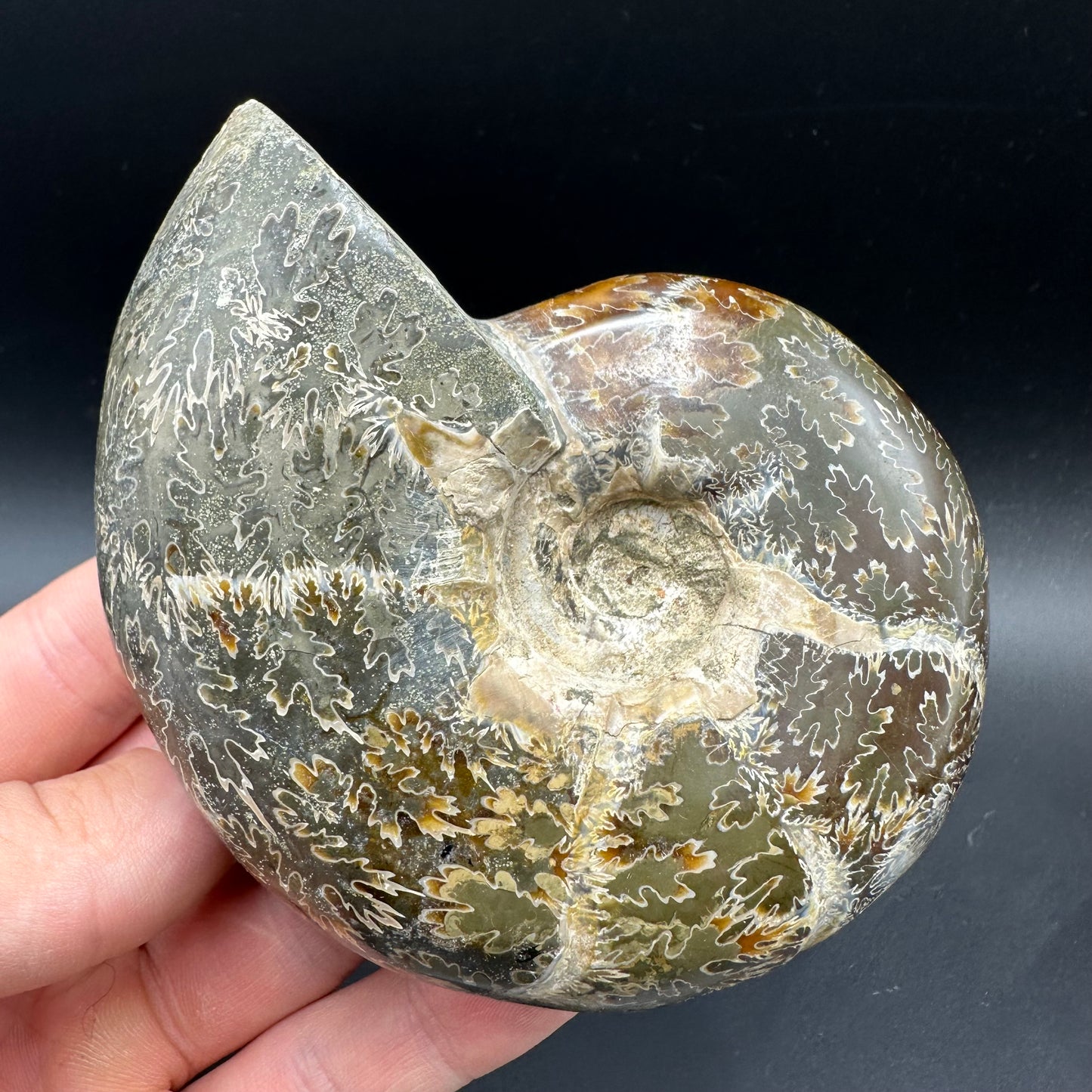 Puzosia Ammonite Fossil With Box And Stand - Cretaceous Ammonite Madagascar