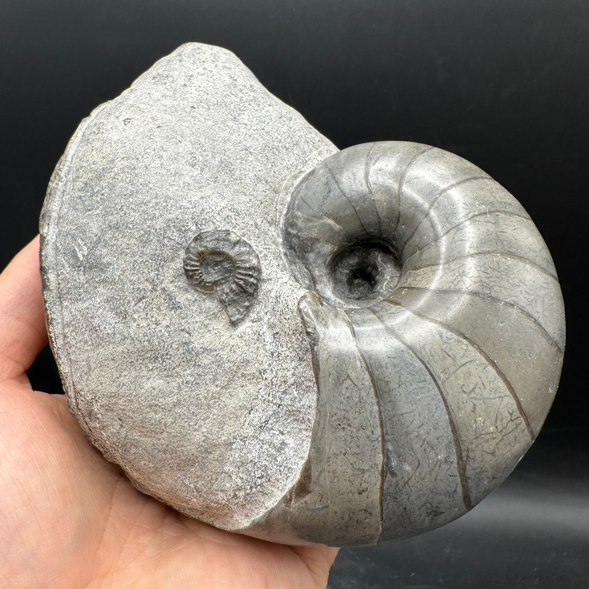 Nautilus shell fossil - Whitby, North Yorkshire Jurassic Coast