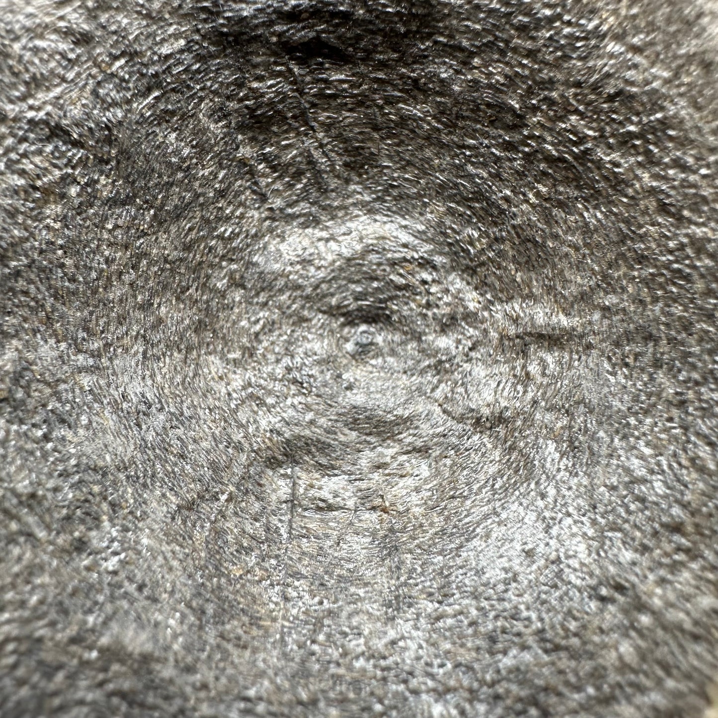 Ichthyosaur Vertebra fossil with box and stand - Whitby, North Yorkshire Jurassic Coast, Yorkshire fossils found on the Jurassic Coast