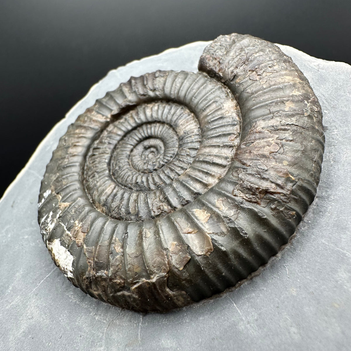 Dactylioceras Ammonite Fossil With Stand - Whitby, North Yorkshire Jurassic Coast Yorkshire Fossils
