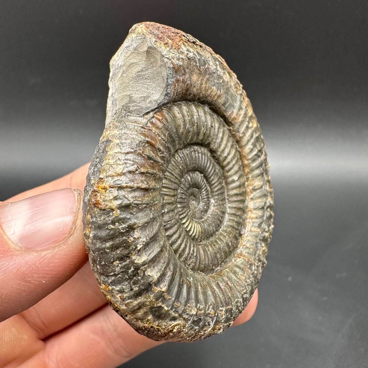 Dactylioceras Ammonite Fossil With box and Stand - Whitby, North Yorkshire Jurassic Coast Yorkshire Fossils