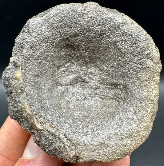 Ichthyosaur Vertebra fossil with box and stand - Whitby, North Yorkshire Jurassic Coast, Yorkshire fossils found on the Jurassic Coast