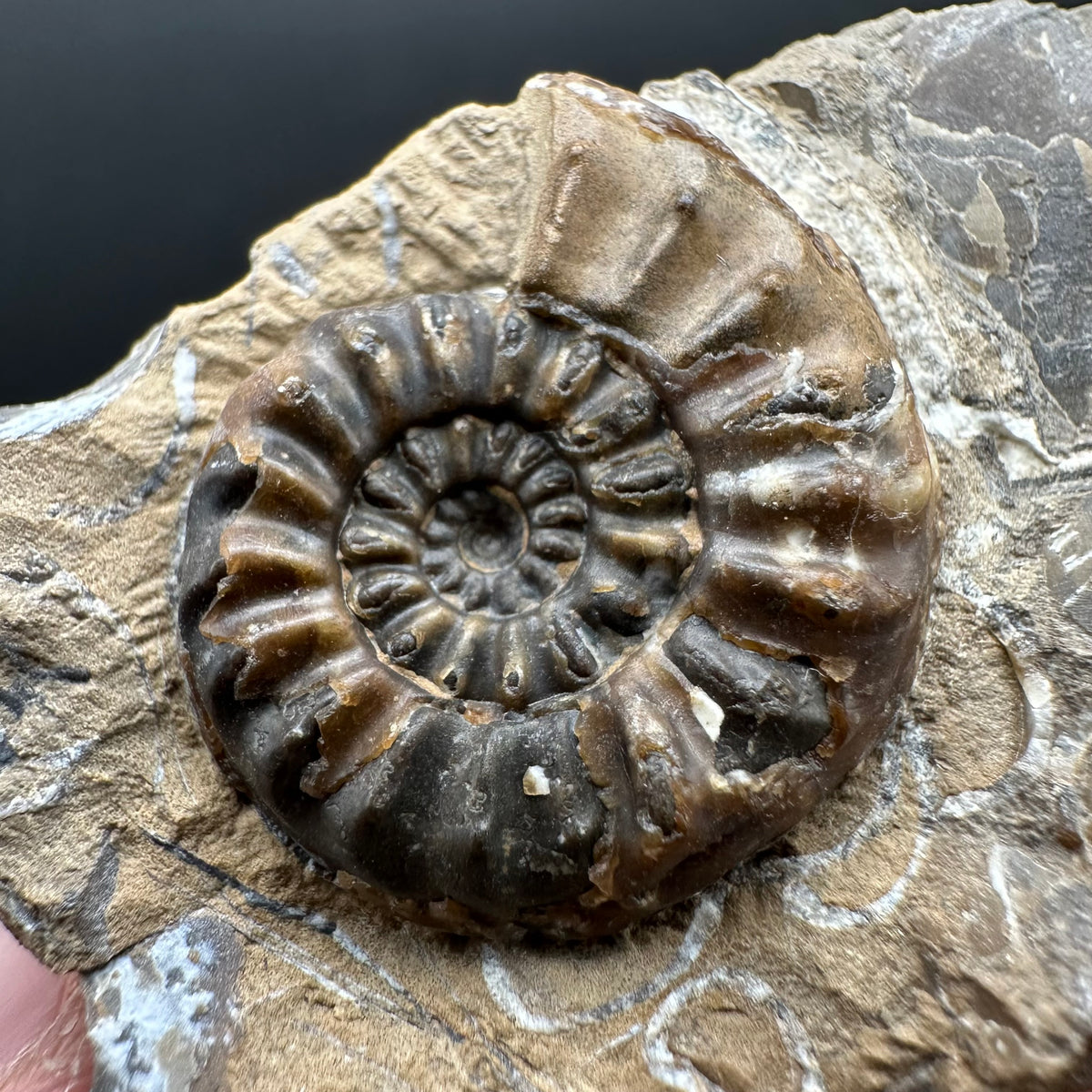 Amaltheus subnodosus Ammonite fossil with stand - Whitby, North Yorkshire Jurassic Coast Yorkshire Fossils
