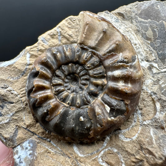 Amaltheus subnodosus Ammonite fossil with stand - Whitby, North Yorkshire Jurassic Coast Yorkshire Fossils