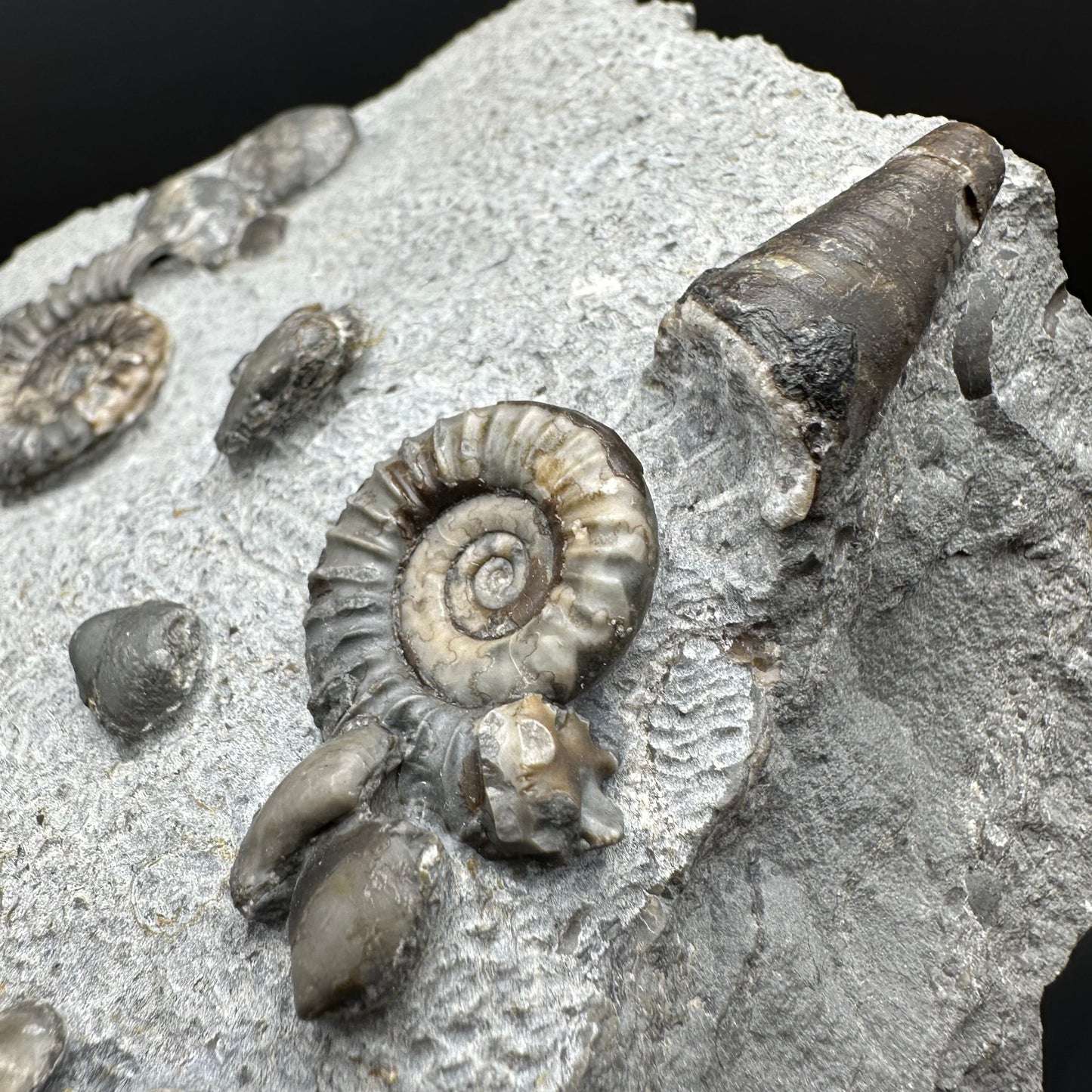 Arnioceras ammonite shell fossil with stand - Whitby, North Yorkshire Jurassic Coast Yorkshire Fossils