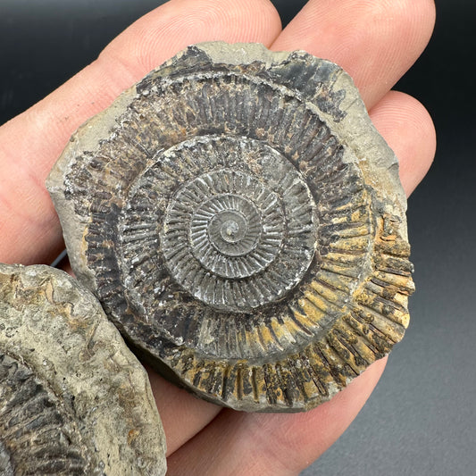 Dactylioceras imprint (negative) bundle ammonite shell fossil with box - Whitby, North Yorkshire, Yorkshire Fossils