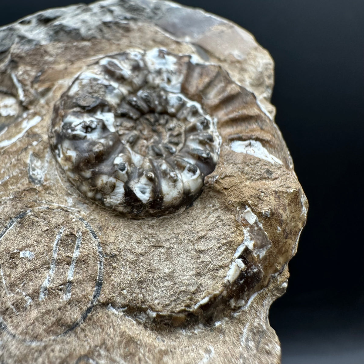 Amaltheus subnodosus Ammonite fossil with stand - Whitby, North Yorkshire Jurassic Coast Yorkshire Fossils