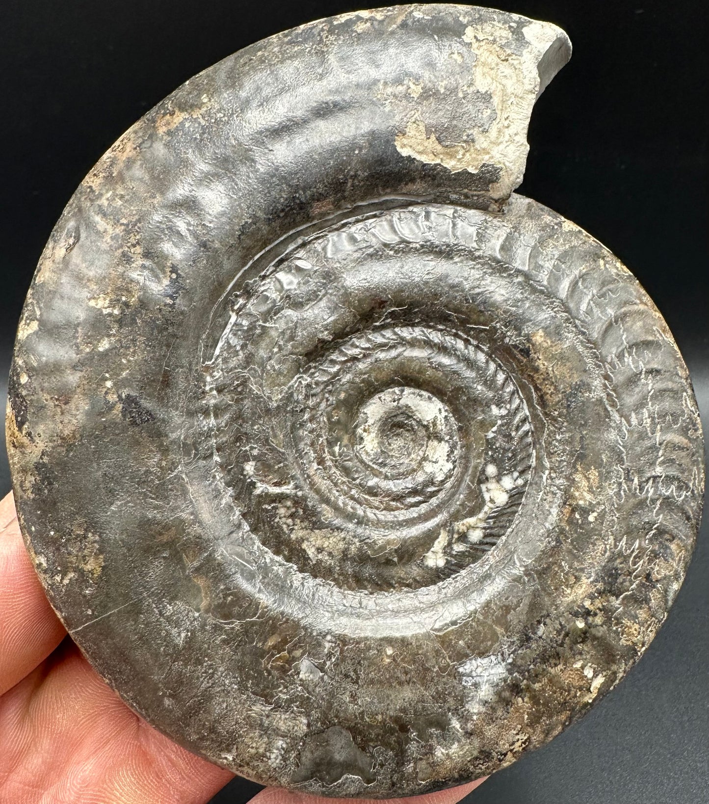 Hildoceras Bifrons Ammonite fossil with box and stand - Whitby, North Yorkshire Jurassic Coast, Yorkshire Fossils from the Jurassic Coast