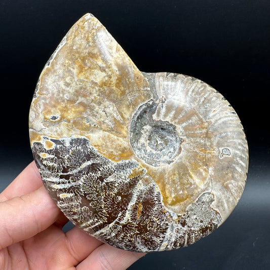 Cleoniceras Ammonite Fossil With Box And Stand - Cretaceous Ammonite Madagascar