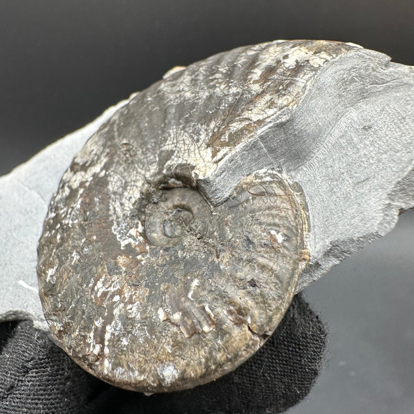 Pseudolioceras lythense Ammonite fossil with box and stand - Whitby, North Yorkshire, Yorkshire Fossils on the Jurassic Coast