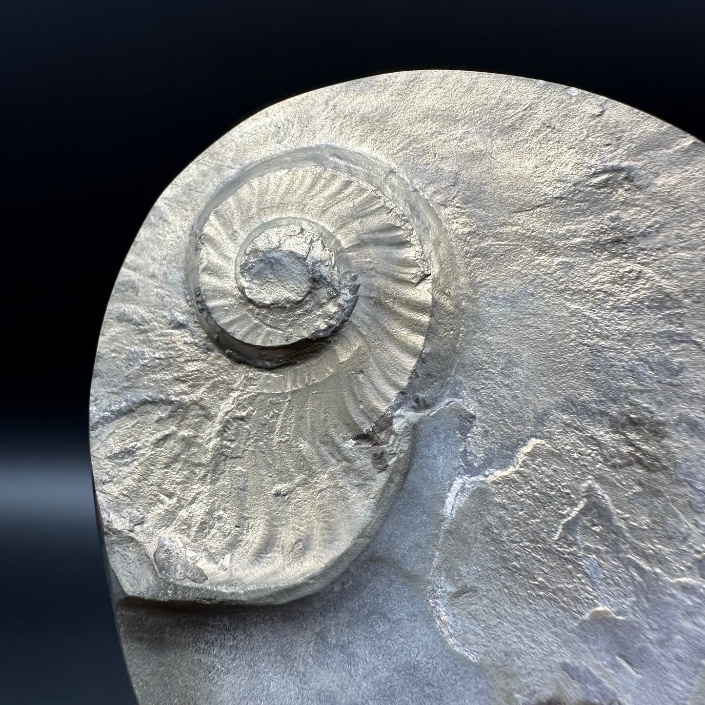 Golden Egg (GENUINE) Ammonite Fossil With Stand - Whitby, North Yorkshire Jurassic Coast Yorkshire Fossils