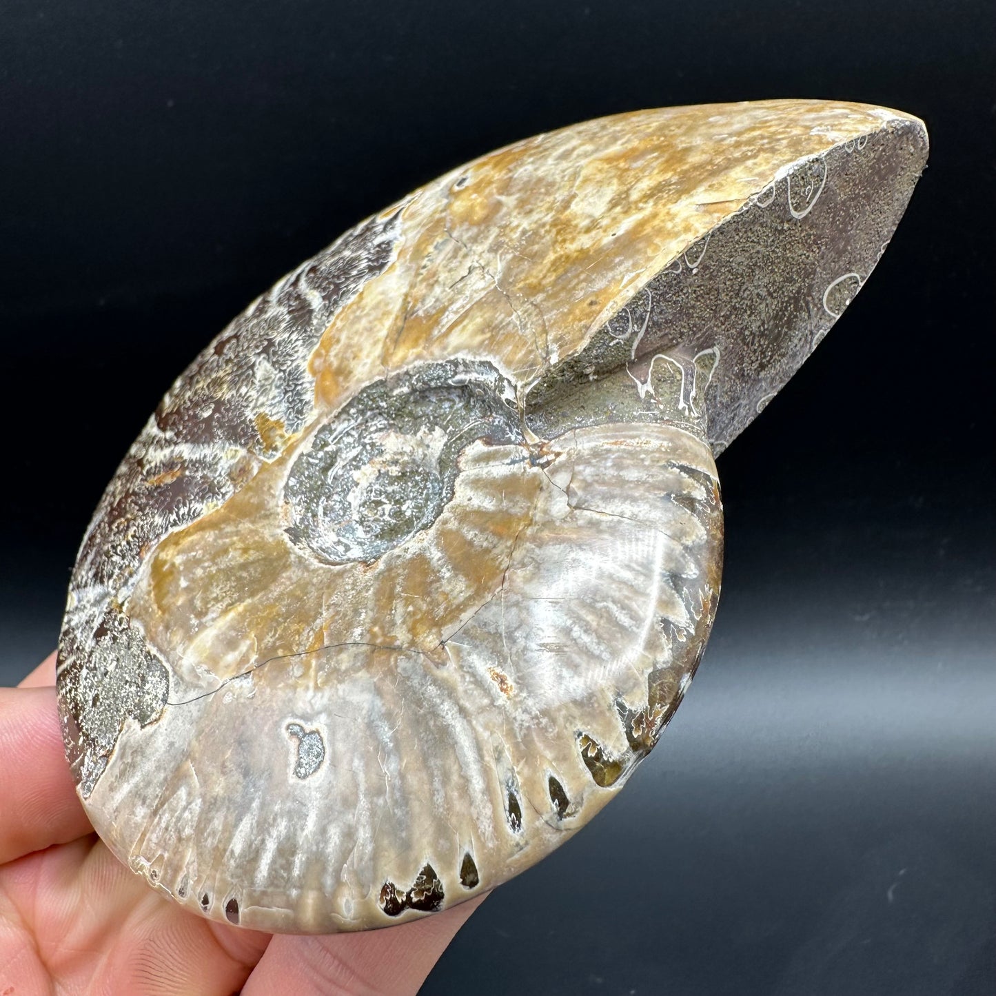 Cleoniceras Ammonite Fossil With Box And Stand - Cretaceous Ammonite Madagascar