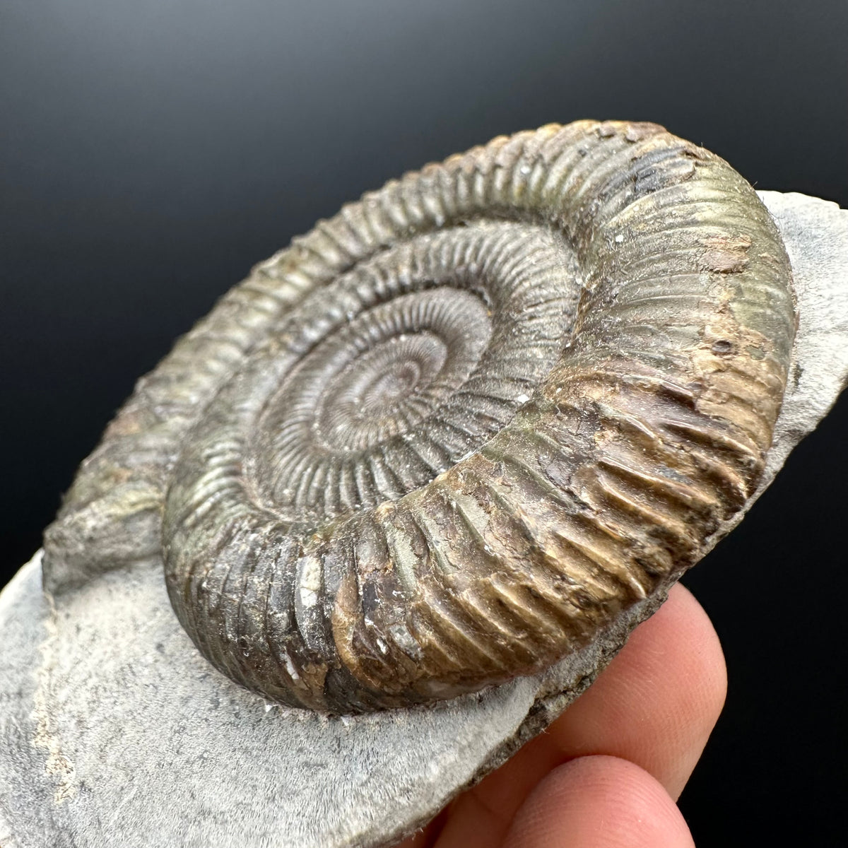 Dactylioceras Ammonite Fossil With box and Stand - Whitby, North Yorkshire Jurassic Coast Yorkshire Fossils