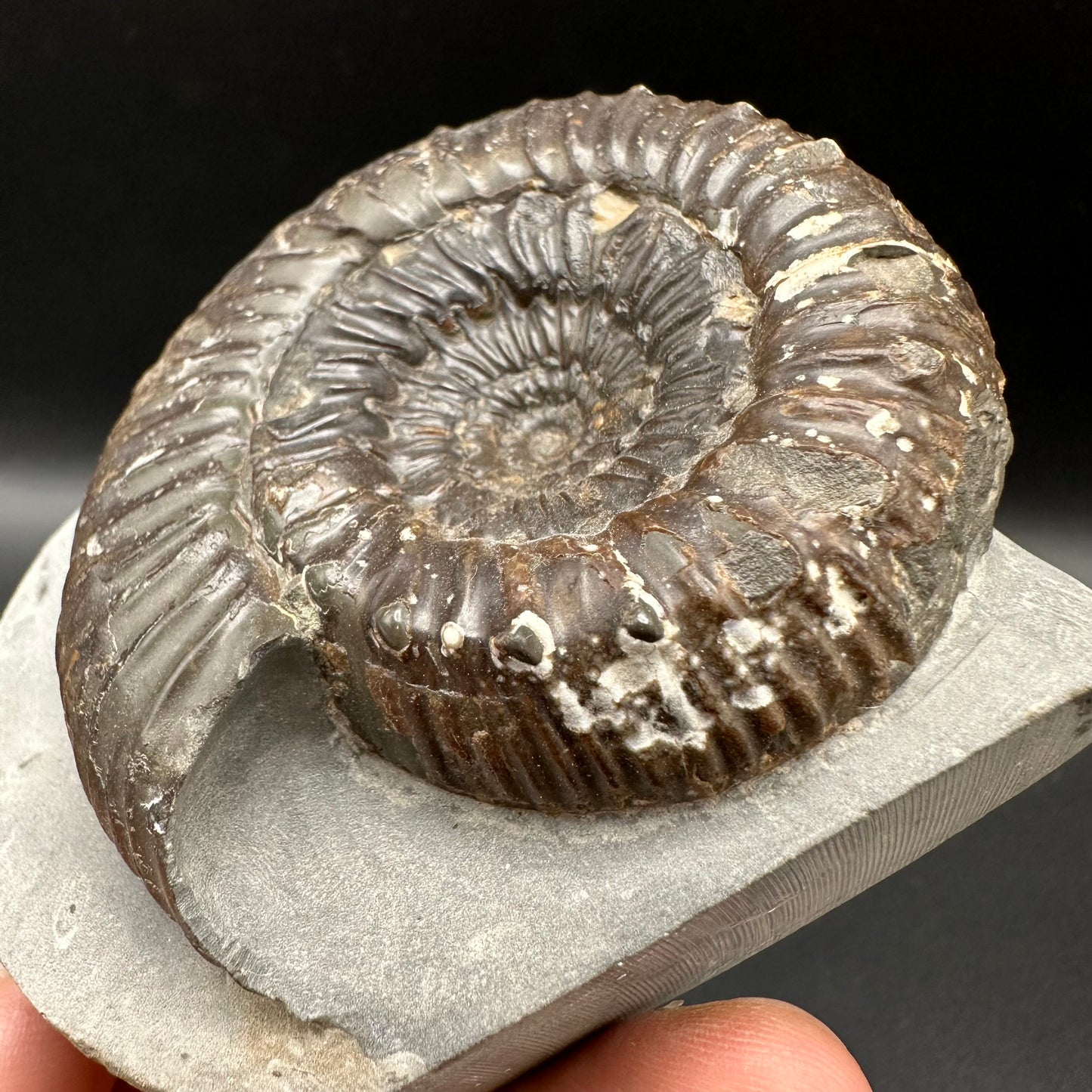 Peronoceras Sp. Ammonite fossil with box and stand - Whitby, North Yorkshire Jurassic Coast Yorkshire Fossils