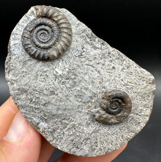 Arnioceras ammonite shell fossil with box and stand - Whitby, North Yorkshire Jurassic Coast Yorkshire Fossils