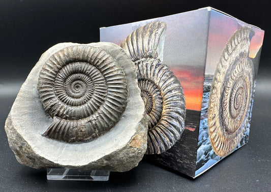 Dactylioceras Ammonite Fossil With Box And Stand - Whitby, North Yorkshire Jurassic Coast Yorkshire Fossils