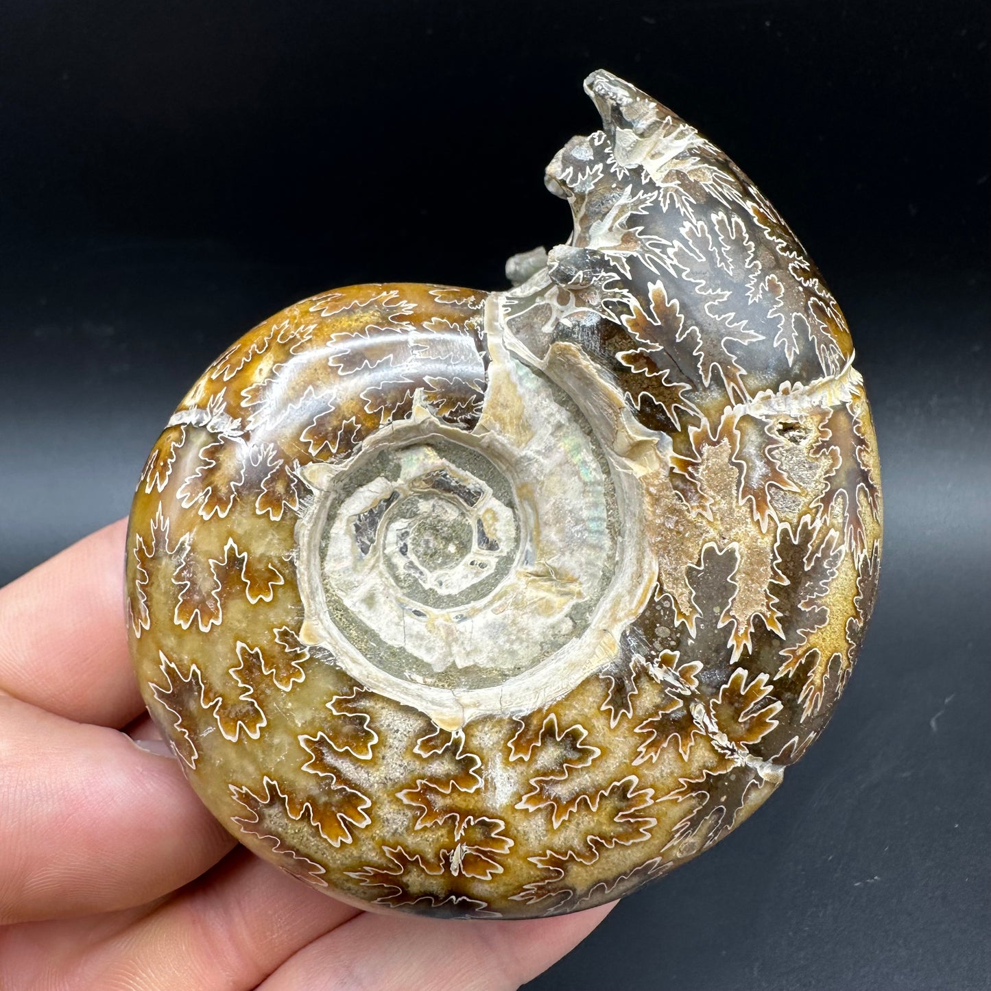 Puzosia Ammonite Fossil With Box And Stand - Cretaceous Ammonite Madagascar