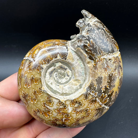 Puzosia Ammonite Fossil With Box And Stand - Cretaceous Ammonite Madagascar