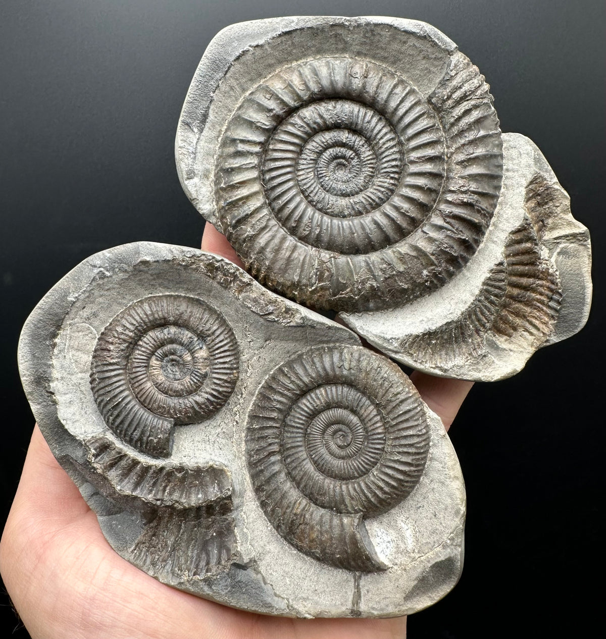 Dactylioceras Ammonite nodule (split pair) Fossil With Stand - Whitby, North Yorkshire Jurassic Coast Yorkshire Fossils