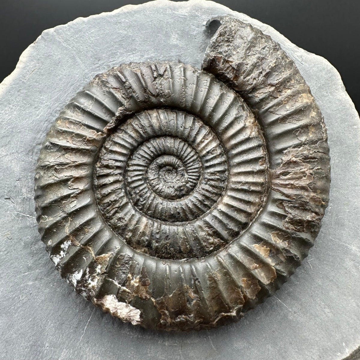 Dactylioceras Ammonite Fossil With Stand - Whitby, North Yorkshire Jurassic Coast Yorkshire Fossils