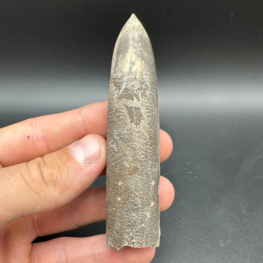 Belemnite (Fossil Squid) shell fossil with box and stand - Whitby, North Yorkshire Jurassic Coast Yorkshire Fossils