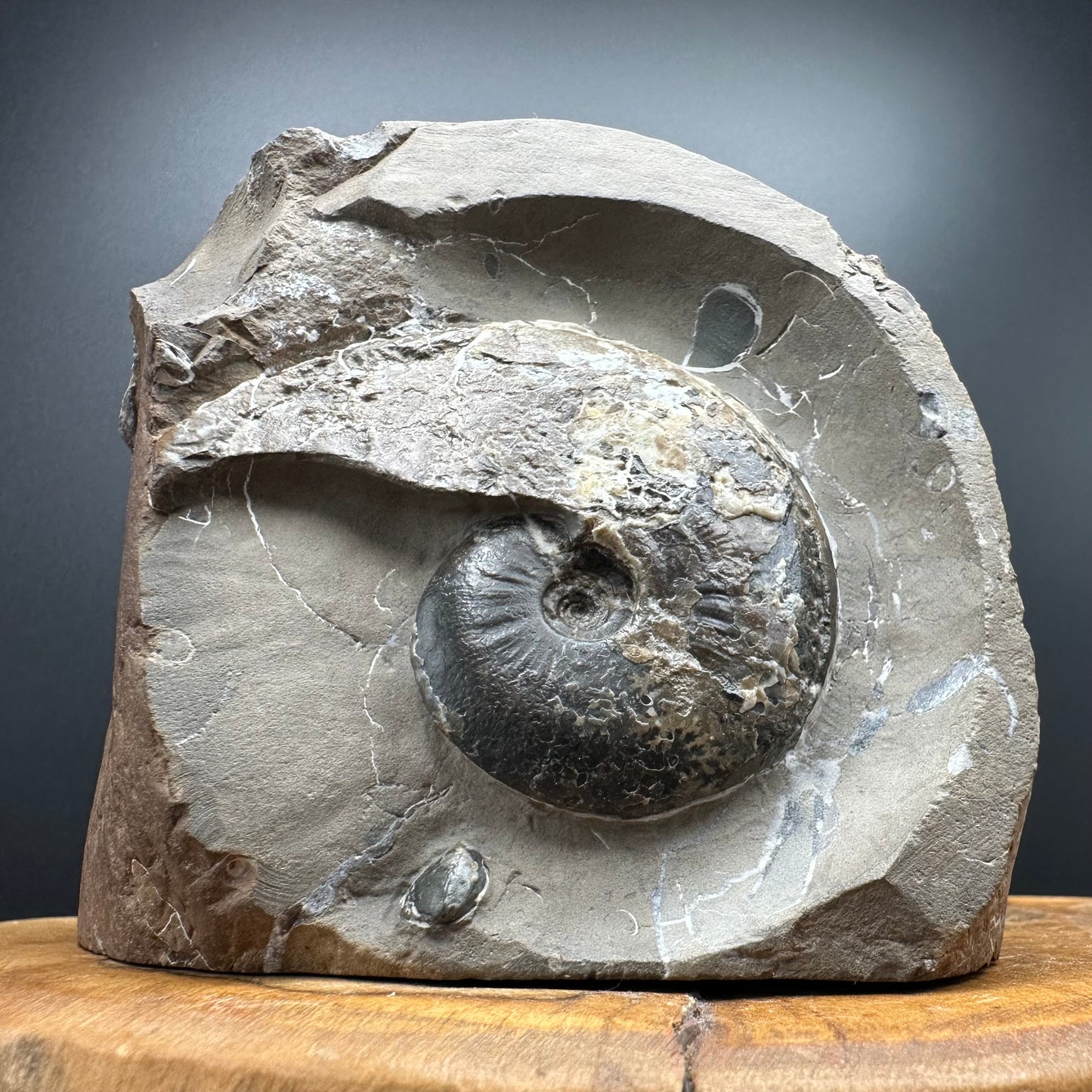 Amauroceras sp. ammonite fossil with stand - Whitby, North Yorkshire, Jurassic Coast, Yorkshire Fossils