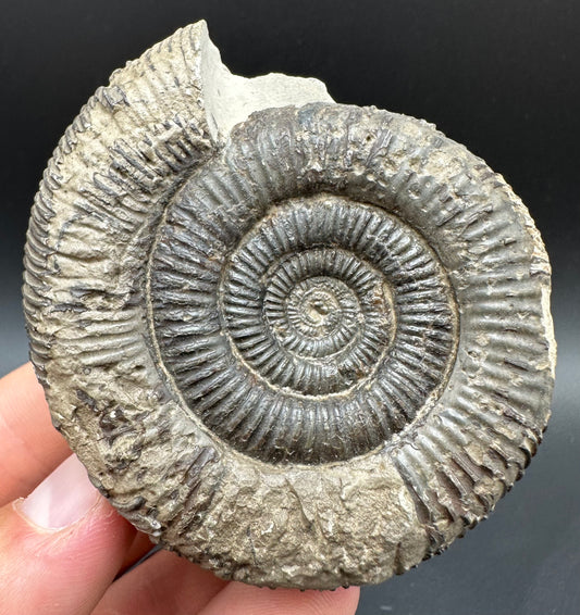 Dactylioceras clevelandicum Ammonite fossil with box and stand - Whitby, North Yorkshire Jurassic Coast