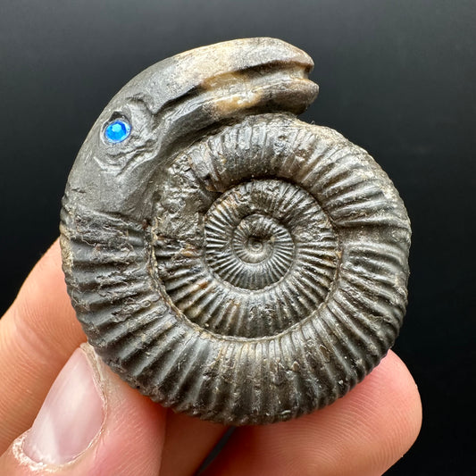 Snakestone Ammonite Fossil With Bag/Box And Stand - Whitby, North Yorkshire Jurassic Coast Yorkshire Fossils