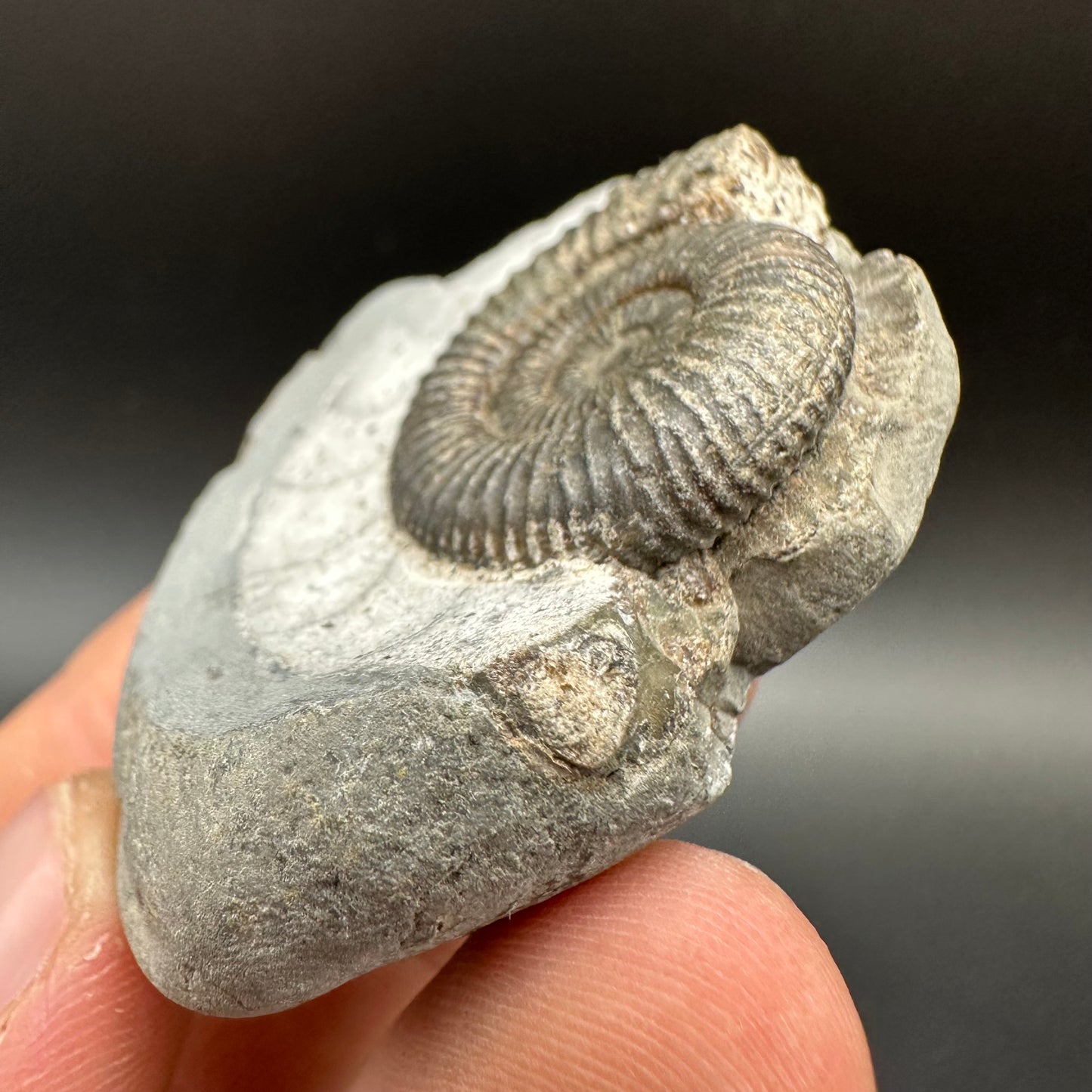 Dactylioceras Ammonite Fossil With Box And Stand - Whitby, North Yorkshire Jurassic Coast Yorkshire Fossils