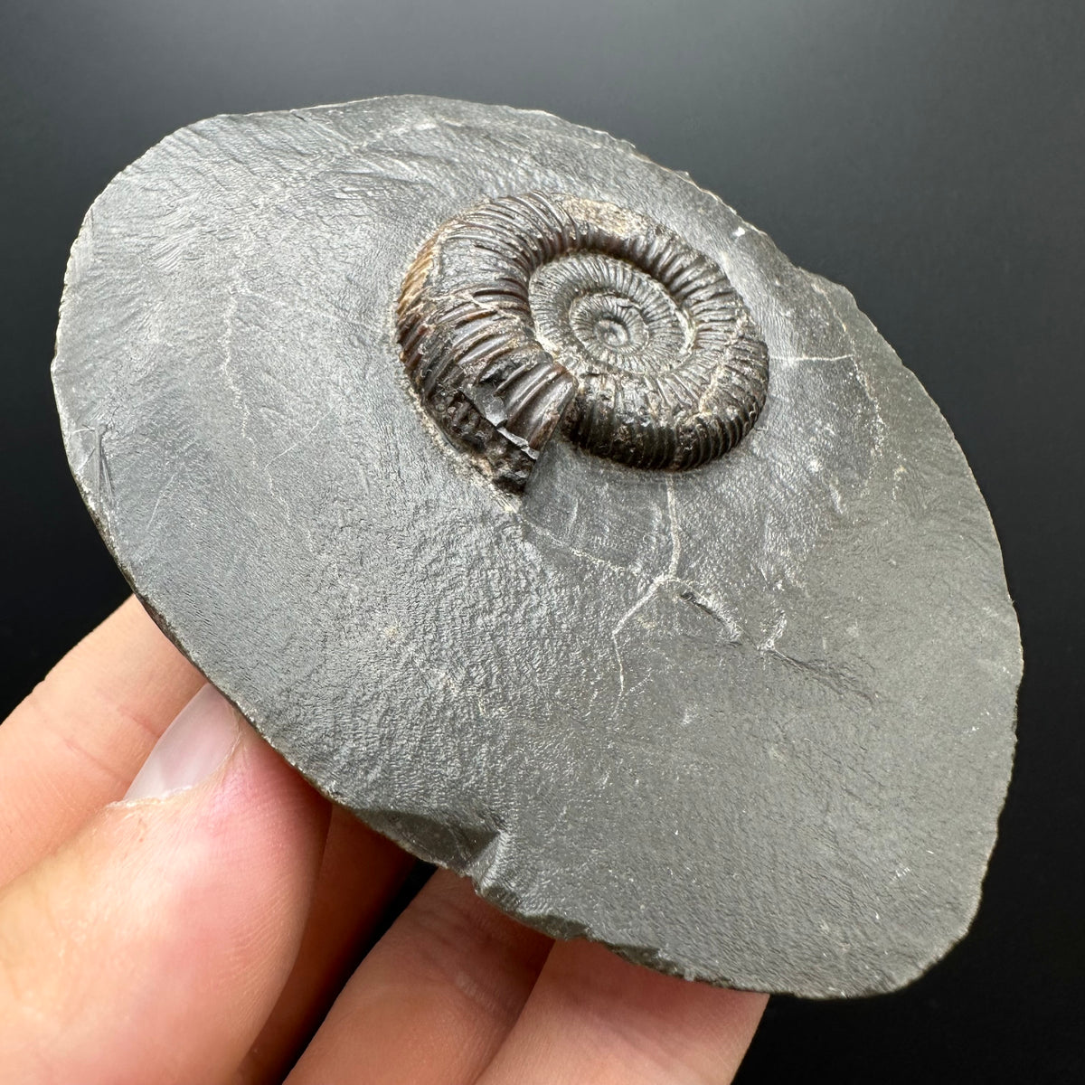 Dactylioceras Ammonite Fossil With box and Stand - Whitby, North Yorkshire Jurassic Coast Yorkshire Fossils