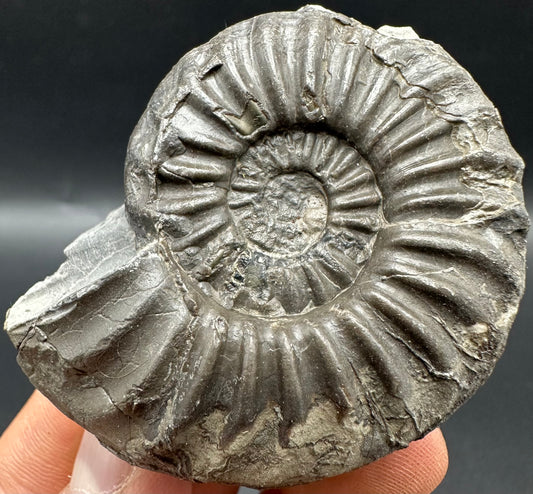 Asteroceras Ammonite fossil with box and stand - Whitby, North Yorkshire Jurassic Coast Yorkshire Fossils