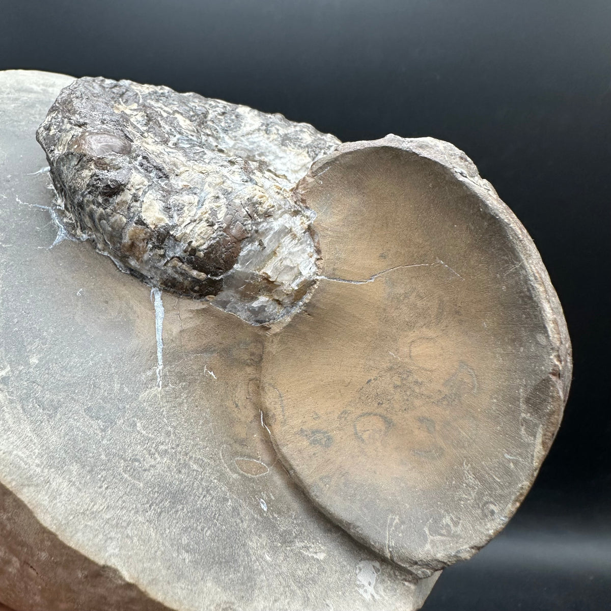 Liparoceras ammonite fossil stand - Whitby, North Yorkshire Jurassic Coast Yorkshire Fossils